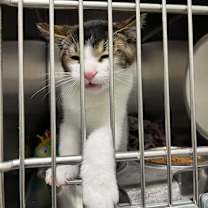 Thumbnail photo of Teto #2