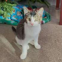 Thumbnail photo of Teto #3