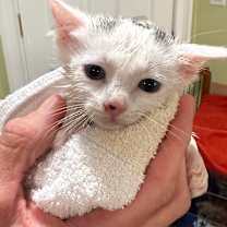 Thumbnail photo of Seagull - Westmere Kitten H #2