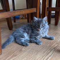 Thumbnail photo of Pickle #2