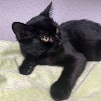 Thumbnail photo of Bandit #4