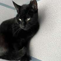 Thumbnail photo of Cocoa #4