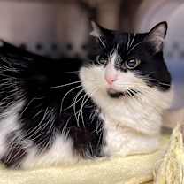 Thumbnail photo of Cosette #2