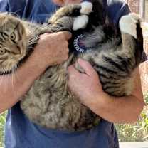 Thumbnail photo of Bocephus #3