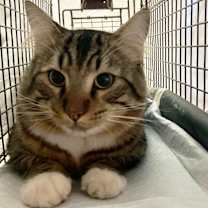 Thumbnail photo of Bocephus #4