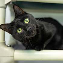 Thumbnail photo of Cal #1