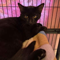 Thumbnail photo of Pineapple #2