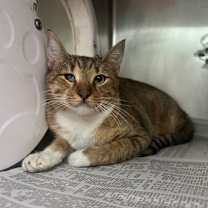 Thumbnail photo of Downy #1