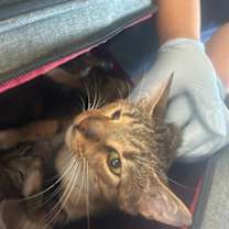 Thumbnail photo of Downy #2