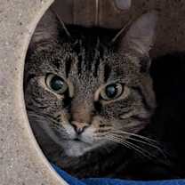 Thumbnail photo of Peppermint Mocha #3