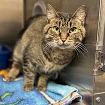 Thumbnail photo of Peppermint Mocha #4