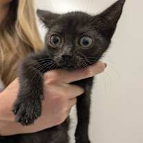 Thumbnail photo of Cosmo #1