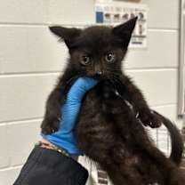 Thumbnail photo of Cosmo #2