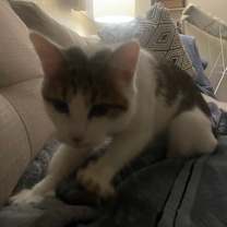 Thumbnail photo of Aspen #2