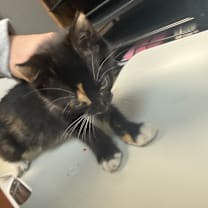 Thumbnail photo of Peppermint Stick #2