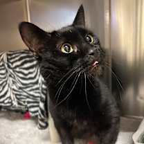 Thumbnail photo of Soup Spoon #1