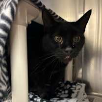 Thumbnail photo of Soup Spoon #3