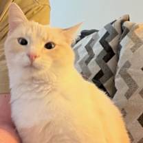 Thumbnail photo of Zoe (Snow White) #1