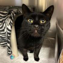 Thumbnail photo of Soup Spoon #4