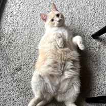 Thumbnail photo of Zoe (Snow White) #2