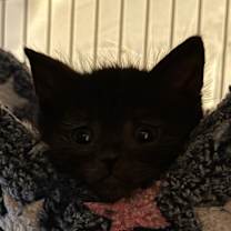 Thumbnail photo of Dracula  #2