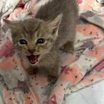 Thumbnail photo of *Agatha #3