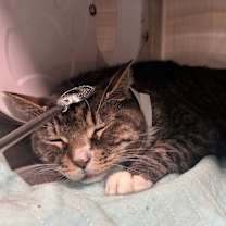 Thumbnail photo of Otis #2