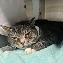 Thumbnail photo of Otis #3