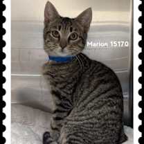 Thumbnail photo of MARION #1