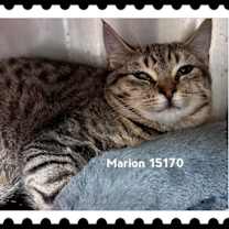 Thumbnail photo of MARION #3