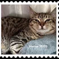 Thumbnail photo of MARION #4