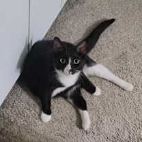 Thumbnail photo of Mocha #4