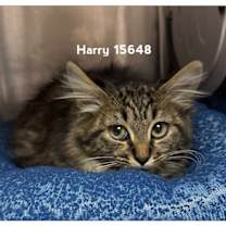 Thumbnail photo of HARRY #1