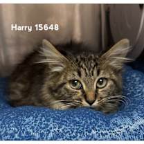 Thumbnail photo of HARRY #3