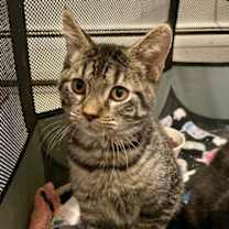 Thumbnail photo of Gromit #1