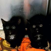 Thumbnail photo of Pepper Bonded with Sylvia #2