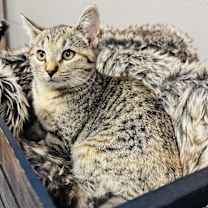 Thumbnail photo of Cuddly Cranberry #4