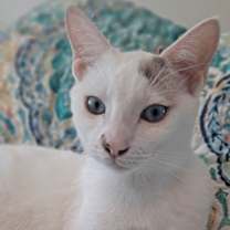 Thumbnail photo of Cumulus (new) #1