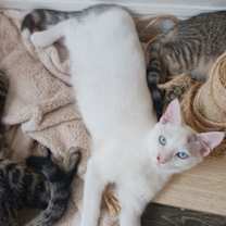 Thumbnail photo of Cumulus (new) #2