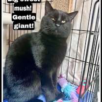 Thumbnail photo of Duke (FCID# 11/18/2025 - 129) Willow Grove #1