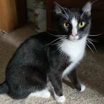 Thumbnail photo of Blaze #2