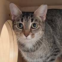 Thumbnail photo of Honeybelle #2