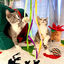 Thumbnail photo of Talia #4