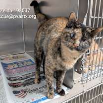 Thumbnail photo of Zelda  #1