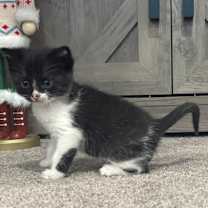 Thumbnail photo of Kittens #2