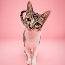 Thumbnail photo of Strawberry #1