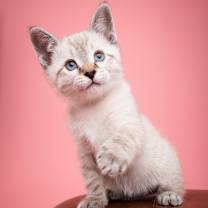 Thumbnail photo of Shortcake #1