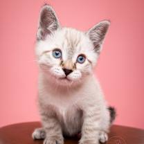 Thumbnail photo of Shortcake #3