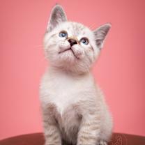 Thumbnail photo of Shortcake #4