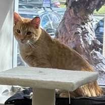 Thumbnail photo of JJ #2